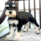 ESTE ES MI PERRITO SCHNAUZER QUE LE ENCANTA COMER ES MUY CARIÑOSO Y BONITO